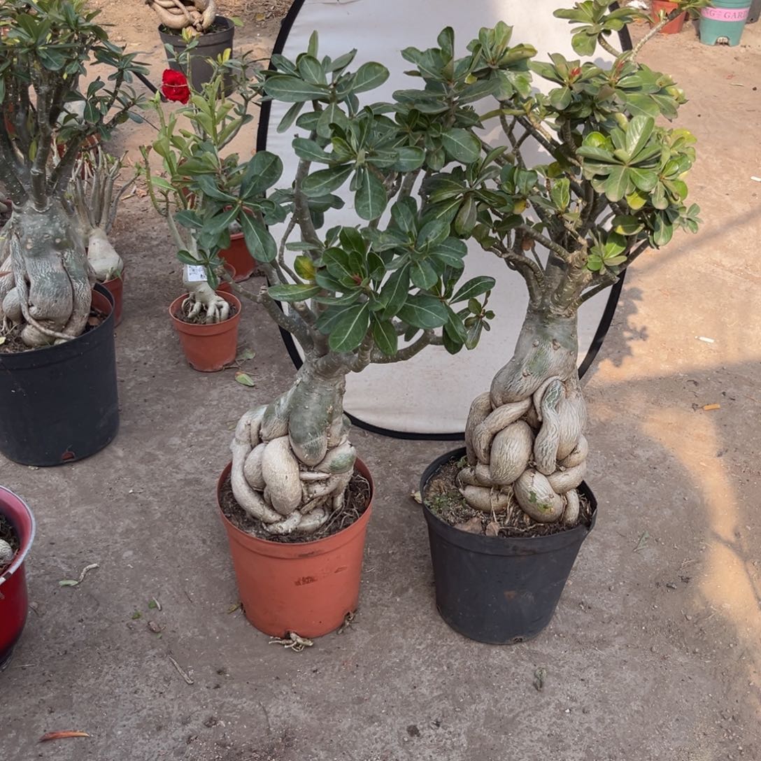 完全开放沙漠玫瑰一物一拍