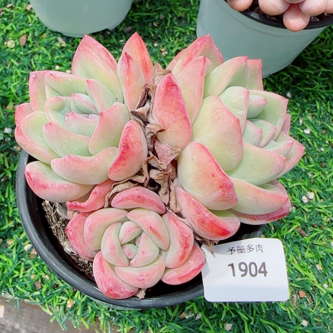 泡芙，1904多肉植物
