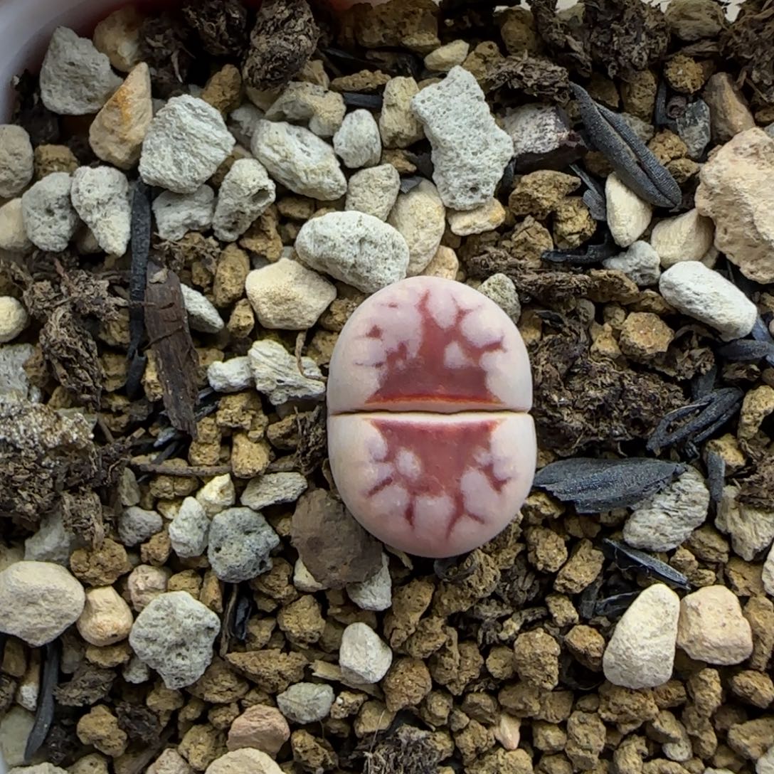 二蜕小个子1344红热唇