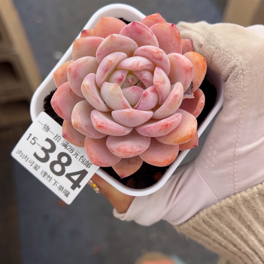 橙梦露多肉多肉多肉多肉