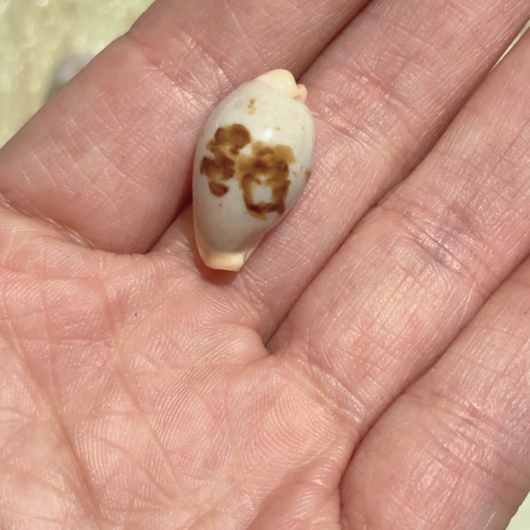 軒***天然海螺标本福利