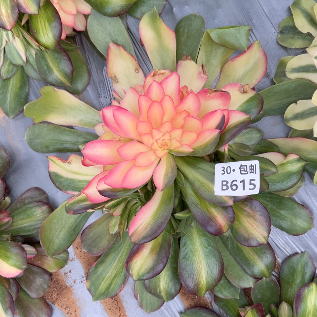 615邵修七彩多肉法师鲜花