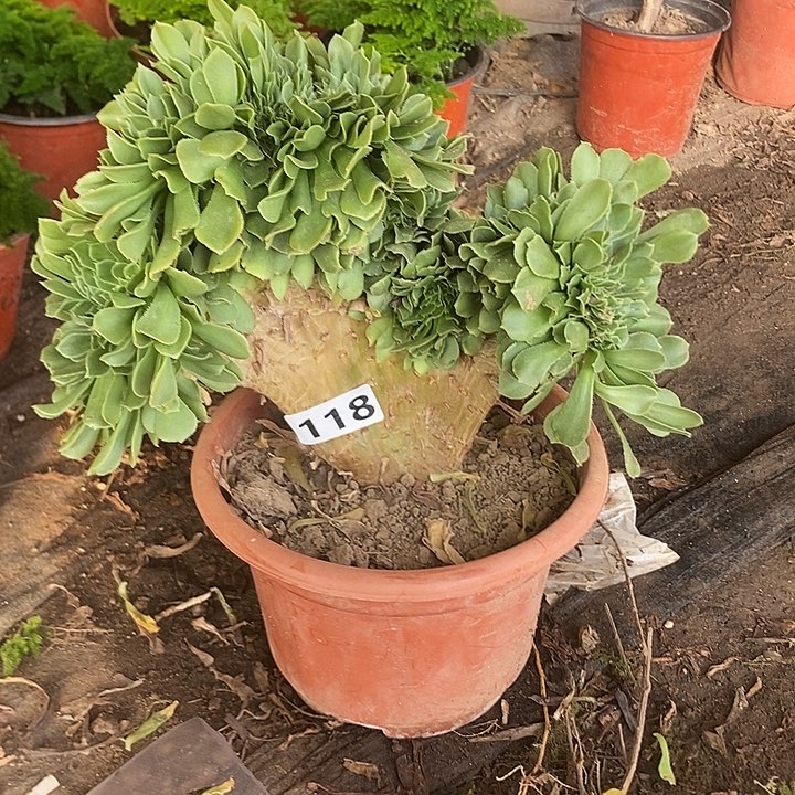 118绿杨蓉老庄缀化