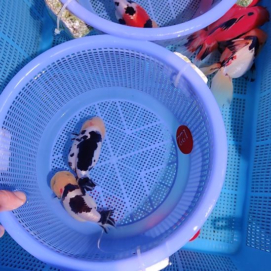 金鱼122兰寿两只特价顺丰包邮