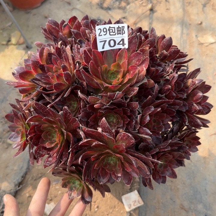 金丝缕……多肉植物……