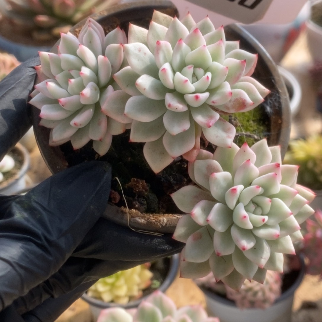 590爪系杂锦锦锦锦
