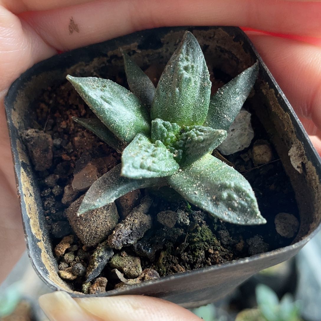 3cm起实生龟甲牡丹系列萝卜根