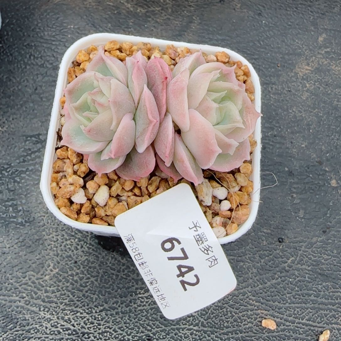 虾饺，6742多肉植物