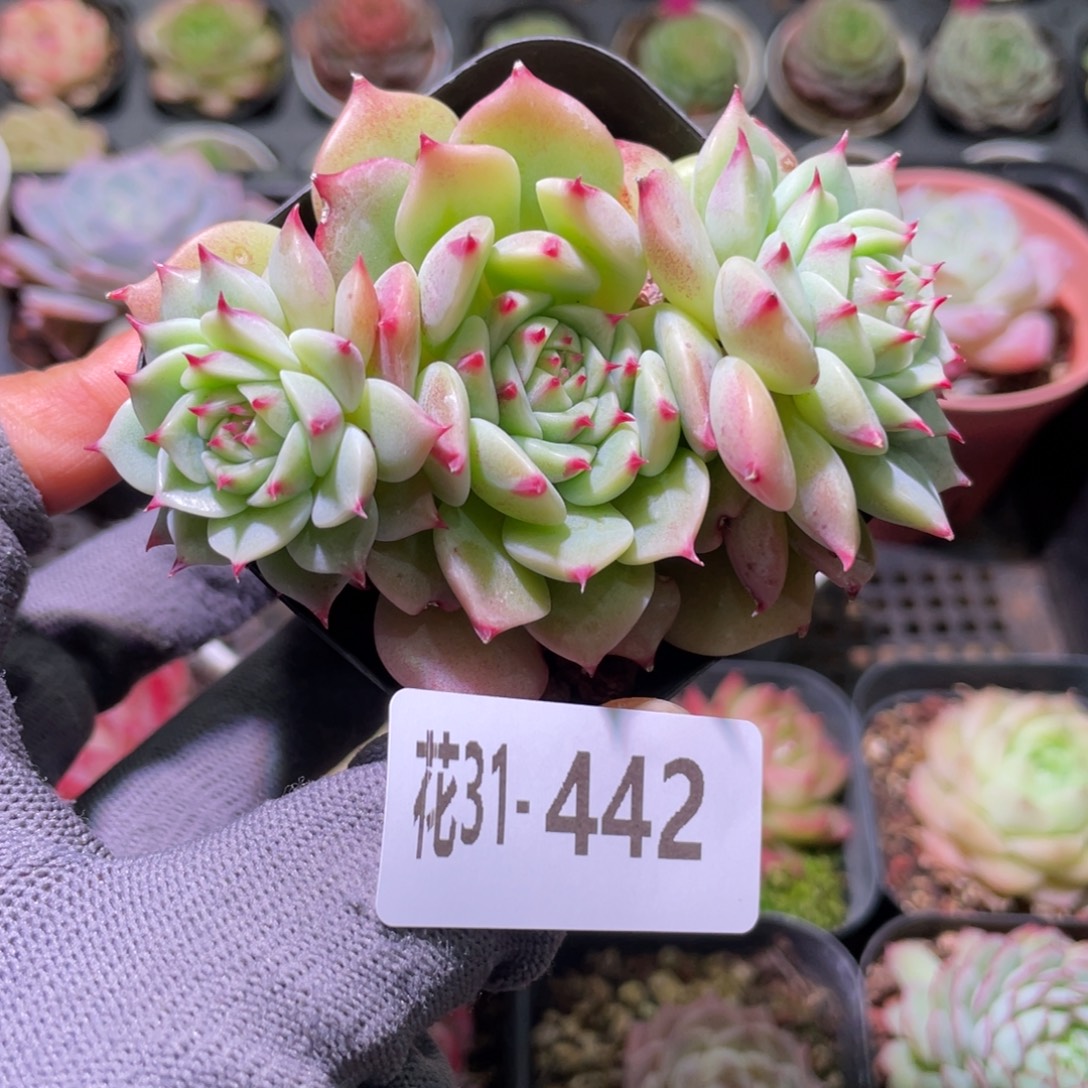 花利美31-442新品