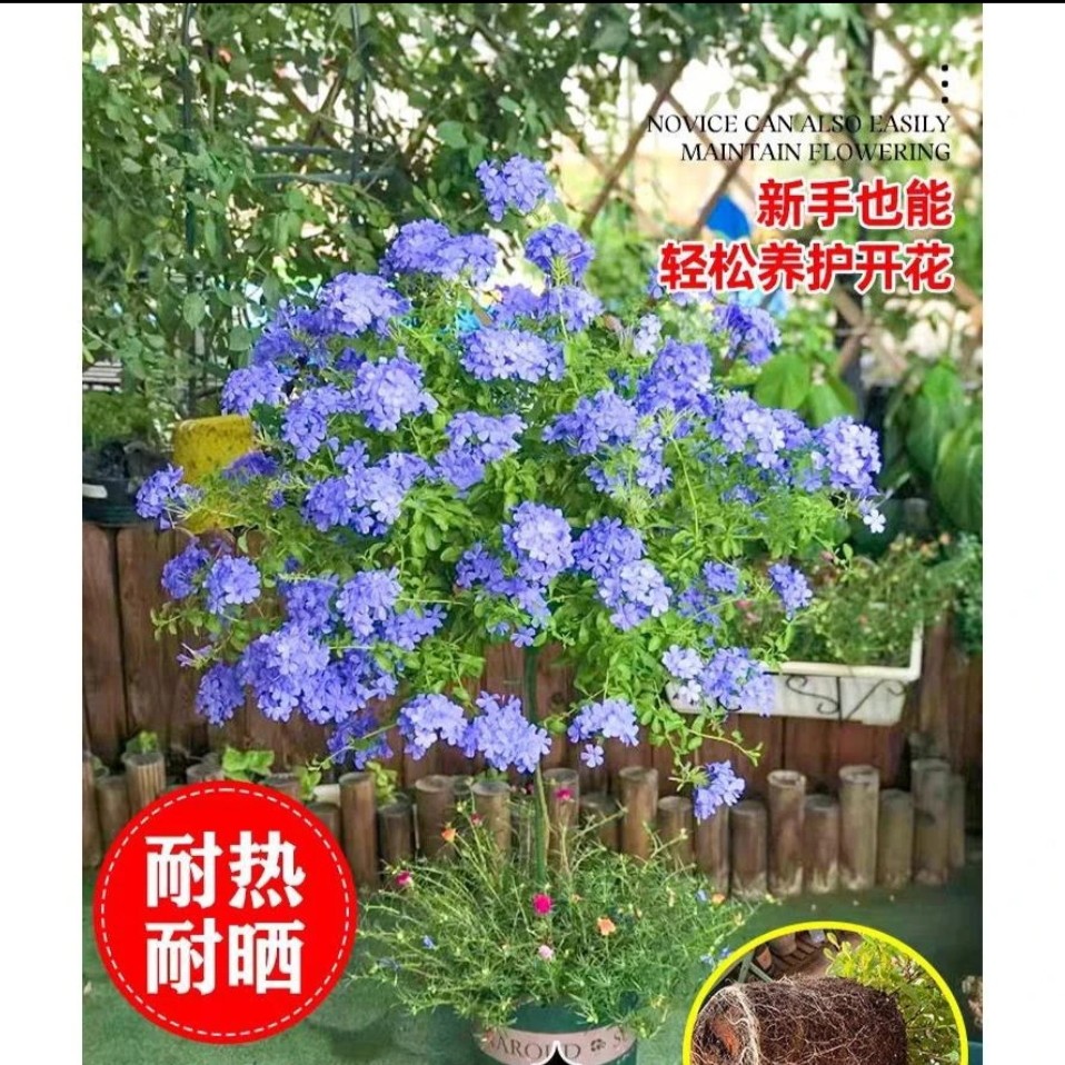 蓝雪花盆栽耐热耐晒庭院阳台四季开花好养易活观花植物