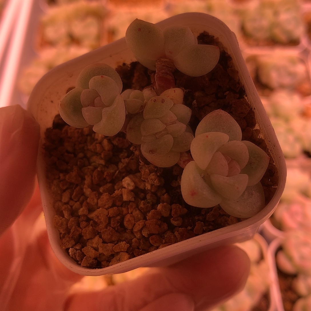 多肉植物一物一拍