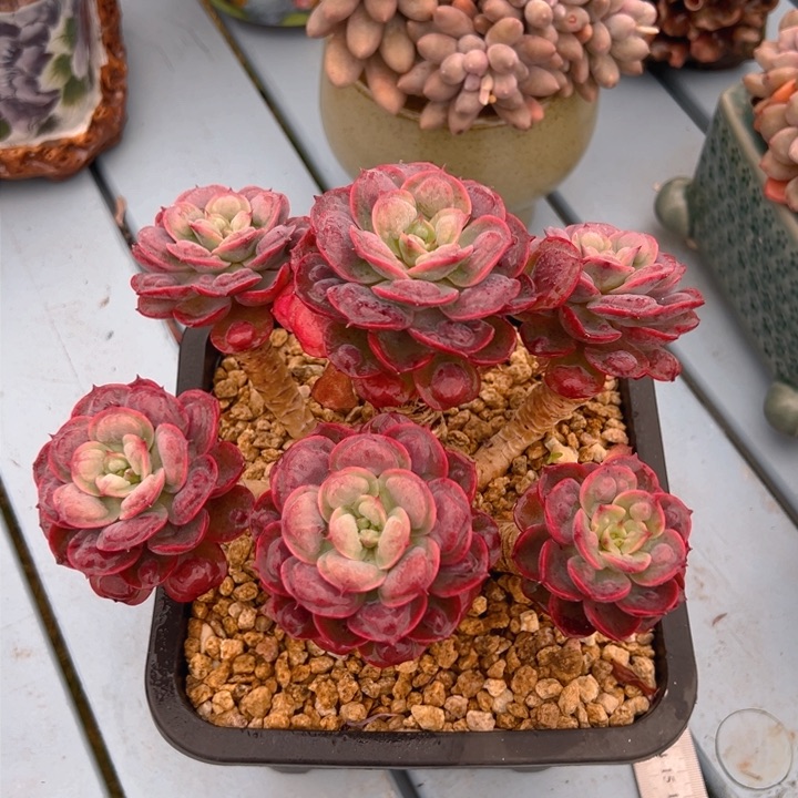 雨滴 16 公分不带盆