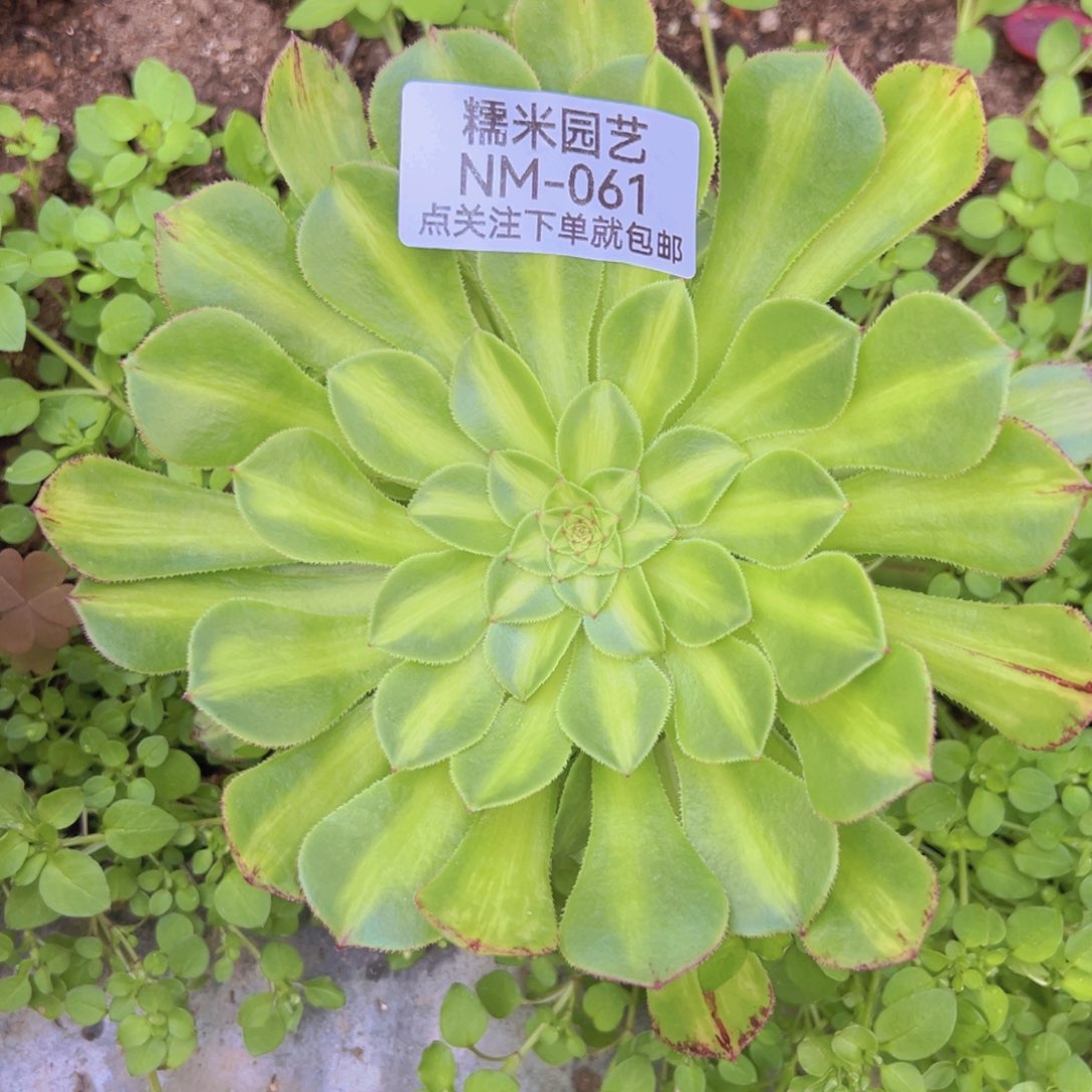 知否无花手捧多肉植物061