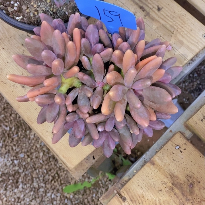 我要做自己我自己就