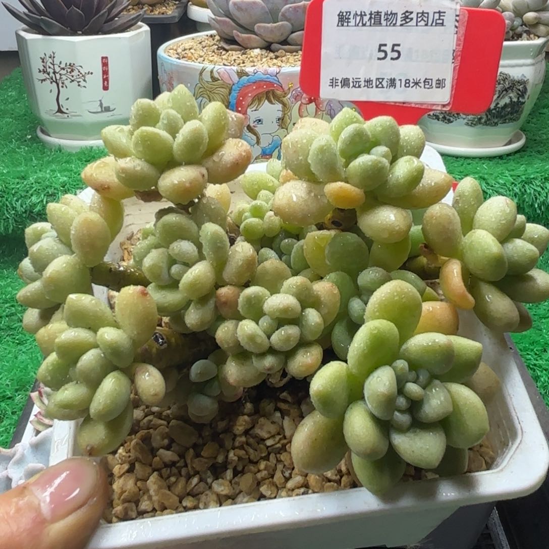 解忧多肉植物编号55