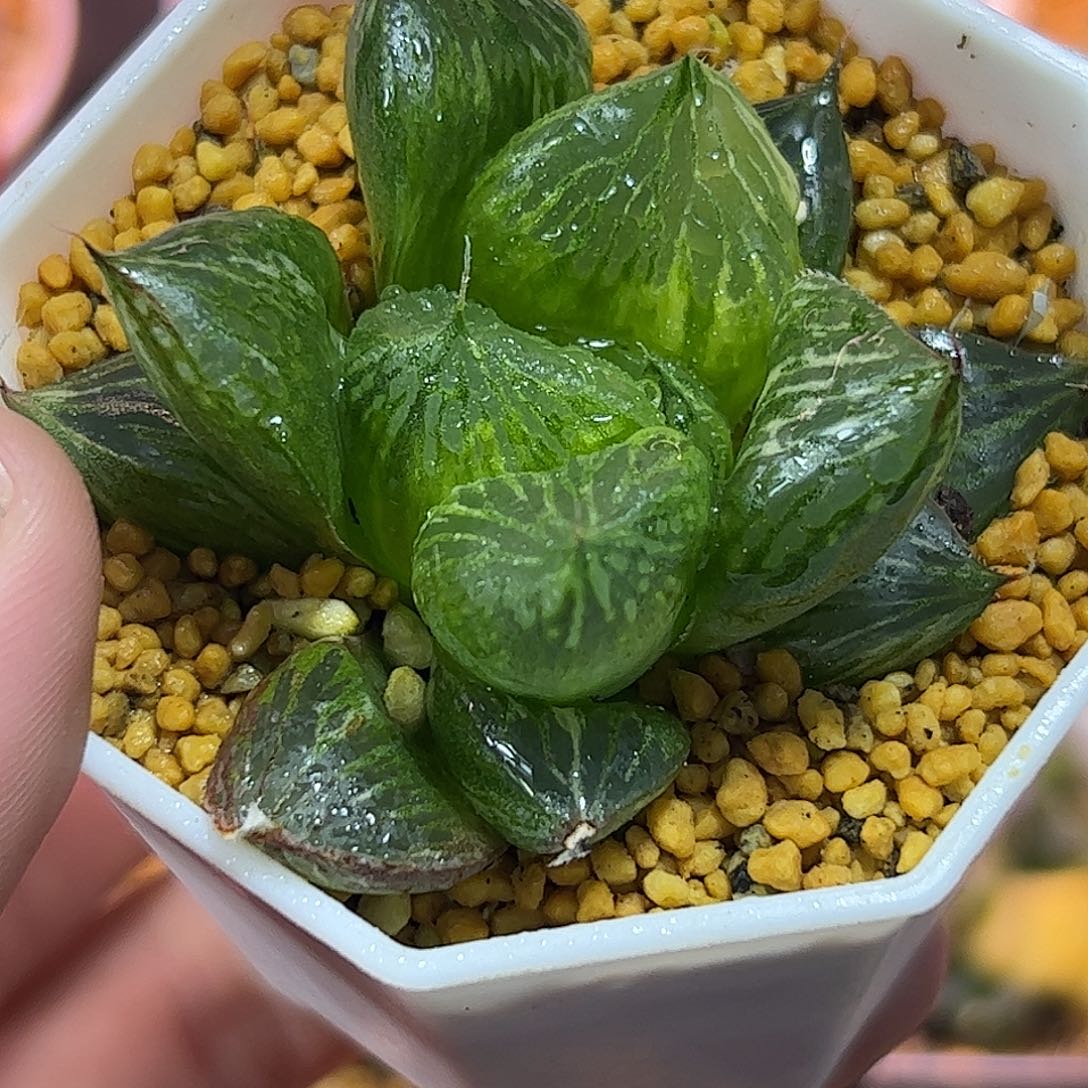 三鲜锦十二卷多肉植物满