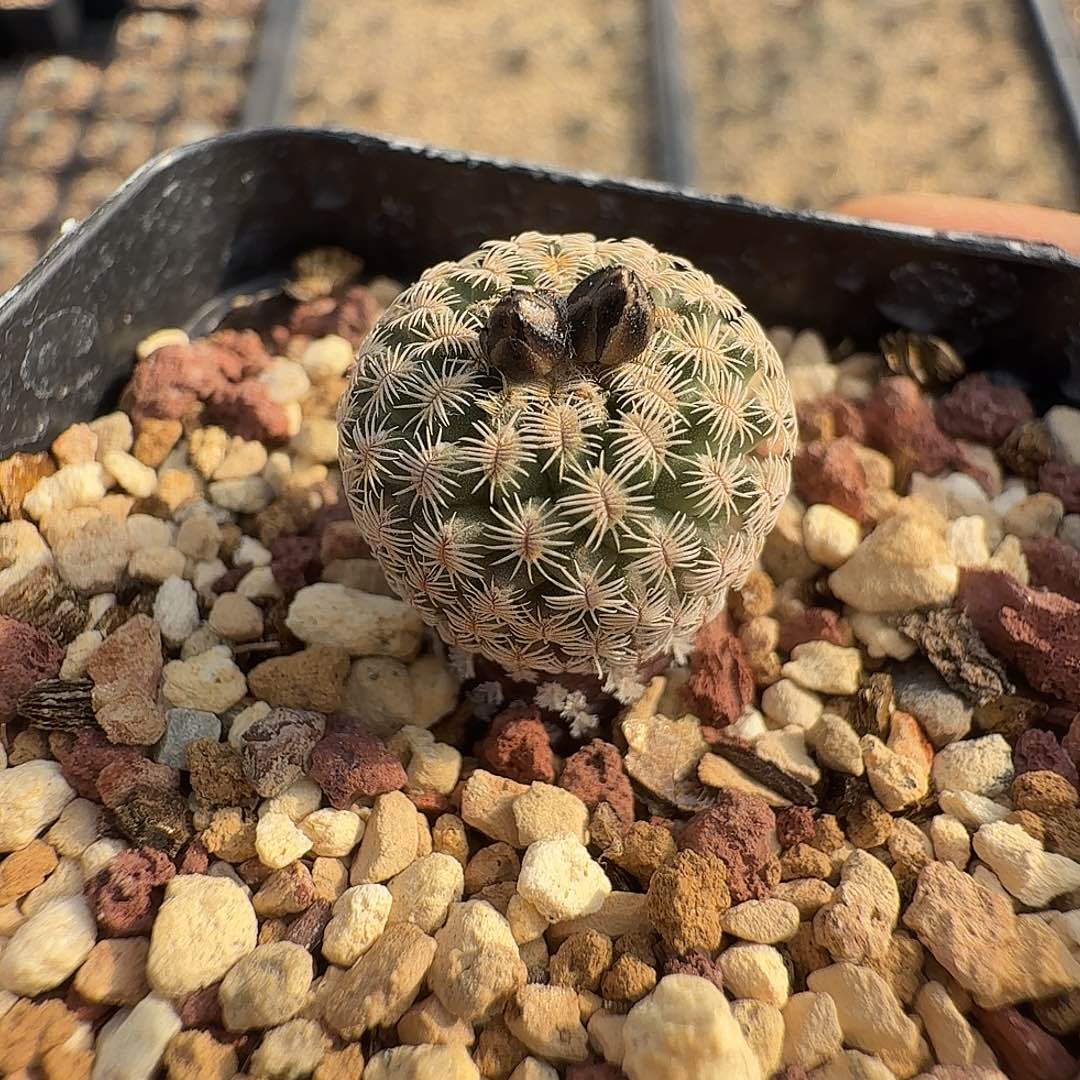 实生海胆娇丽尺寸两厘米左右