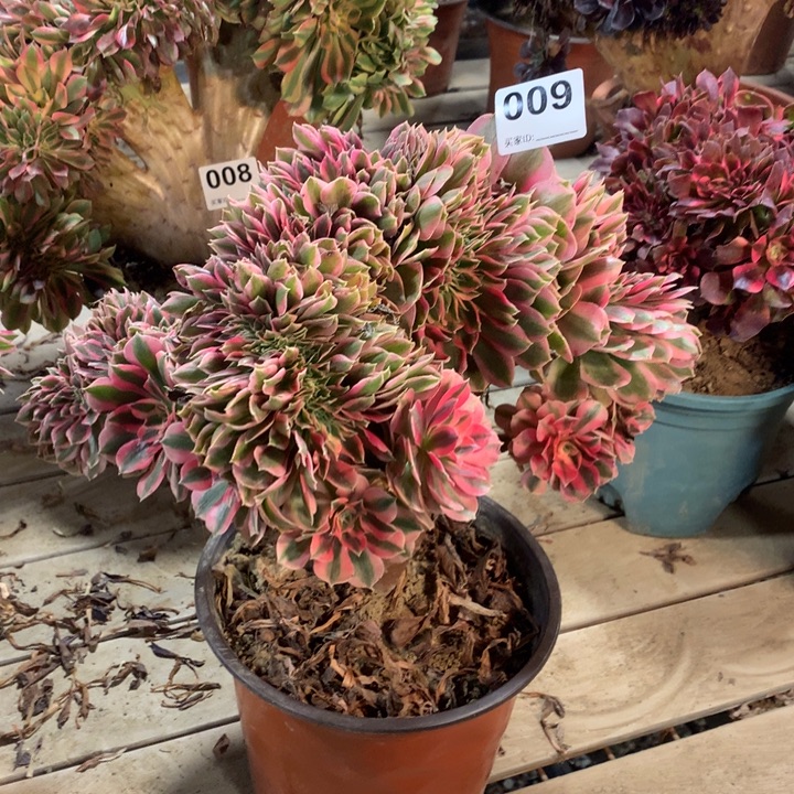 009粉女巫缀多肉法师