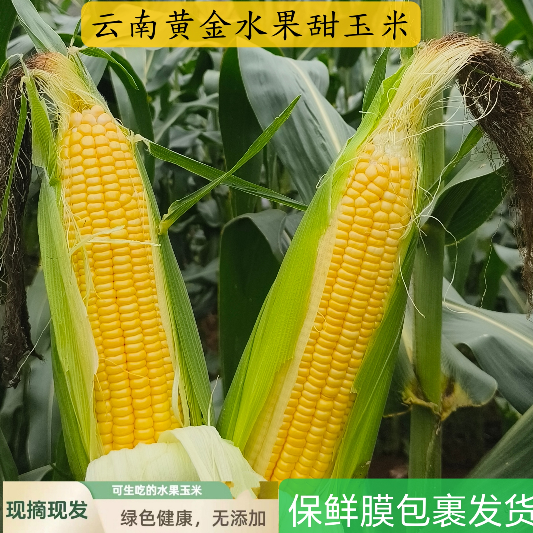 云南高原现摘黄金水果甜玉米新鲜甜脆可生吃当早餐