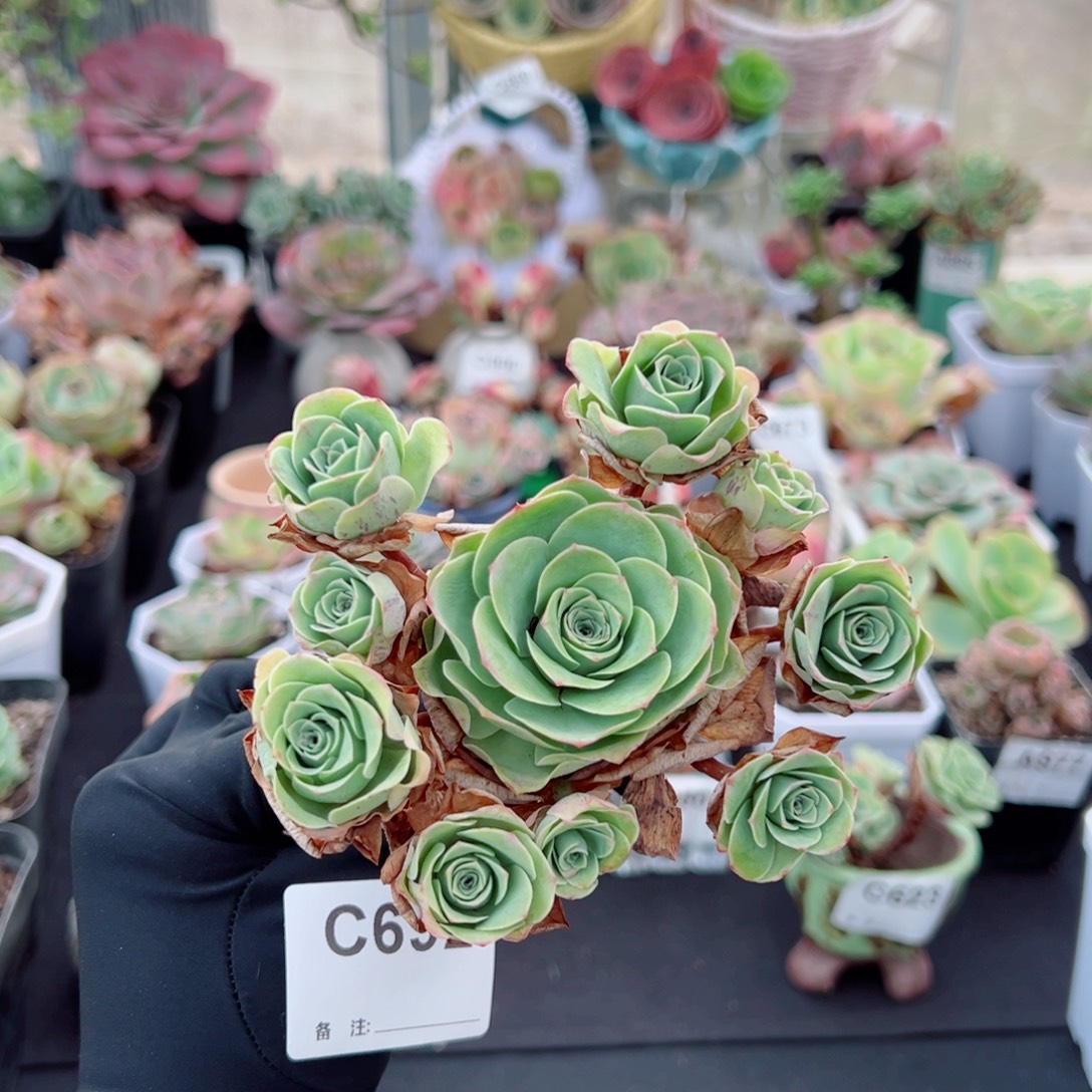 飝***692桃杂飘枝群福利。（断枝不售后）