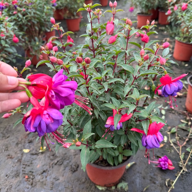 紫蝴蝶重瓣中苗带花苞原盆原土基地直发