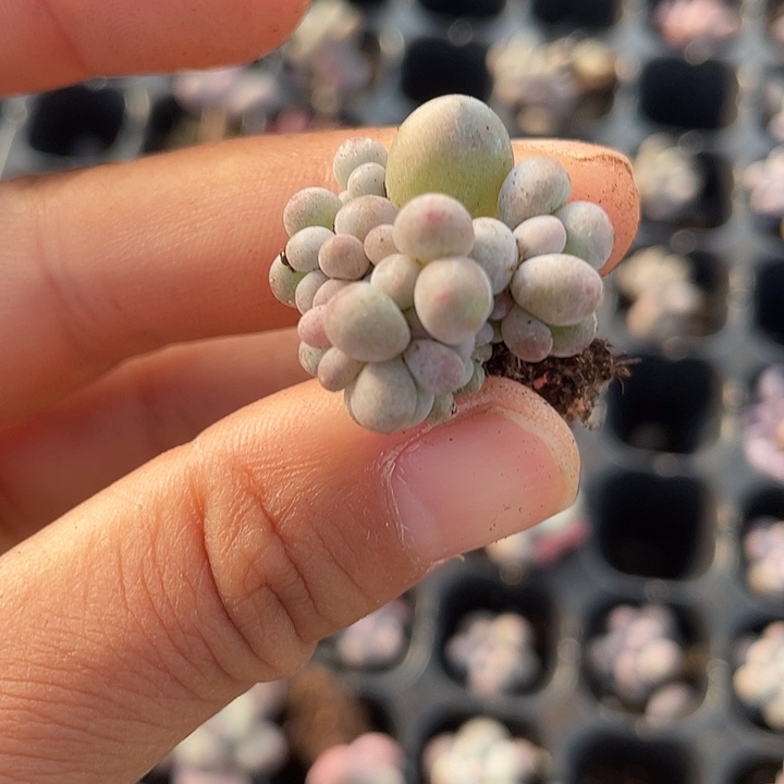 z***t一我一拍满18包邮