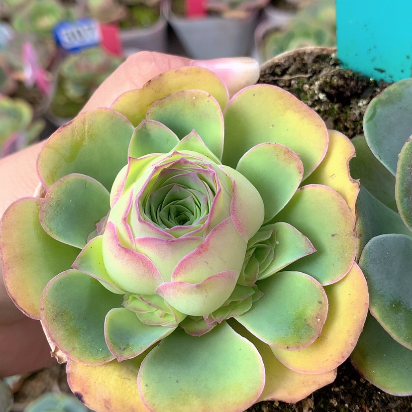 【闪购商品】微*?yjj336高帕惊绝紫