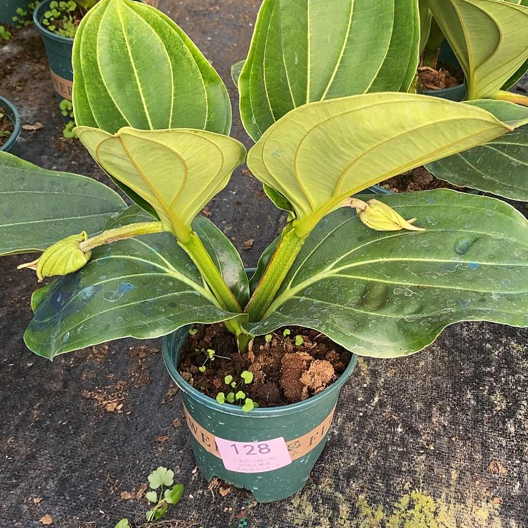 木本植物?****木本花卉128