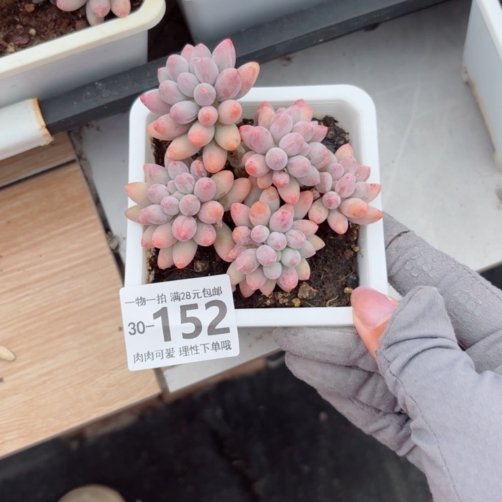 咕***掉婴儿手指多肉多肉多肉植物多肉