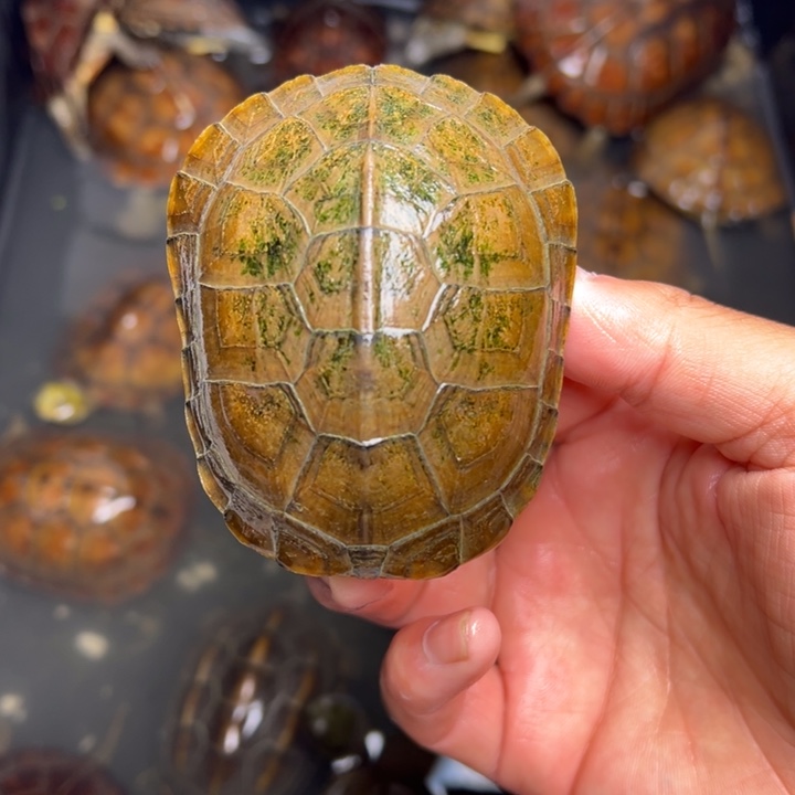 糖***下绿毛龟母小青龟龟