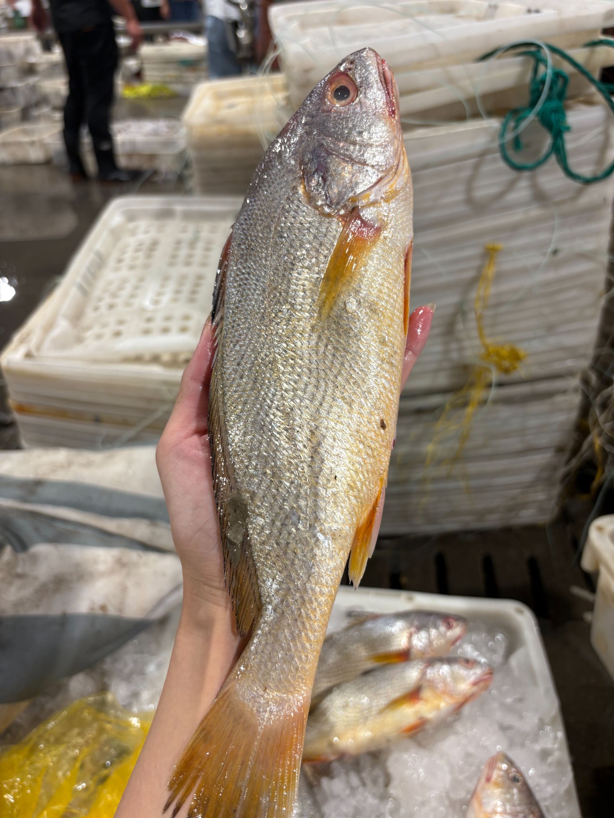 [3斤黄三】东海野生海捕黄三正宗野生黄姑鱼两大两小顺丰包邮