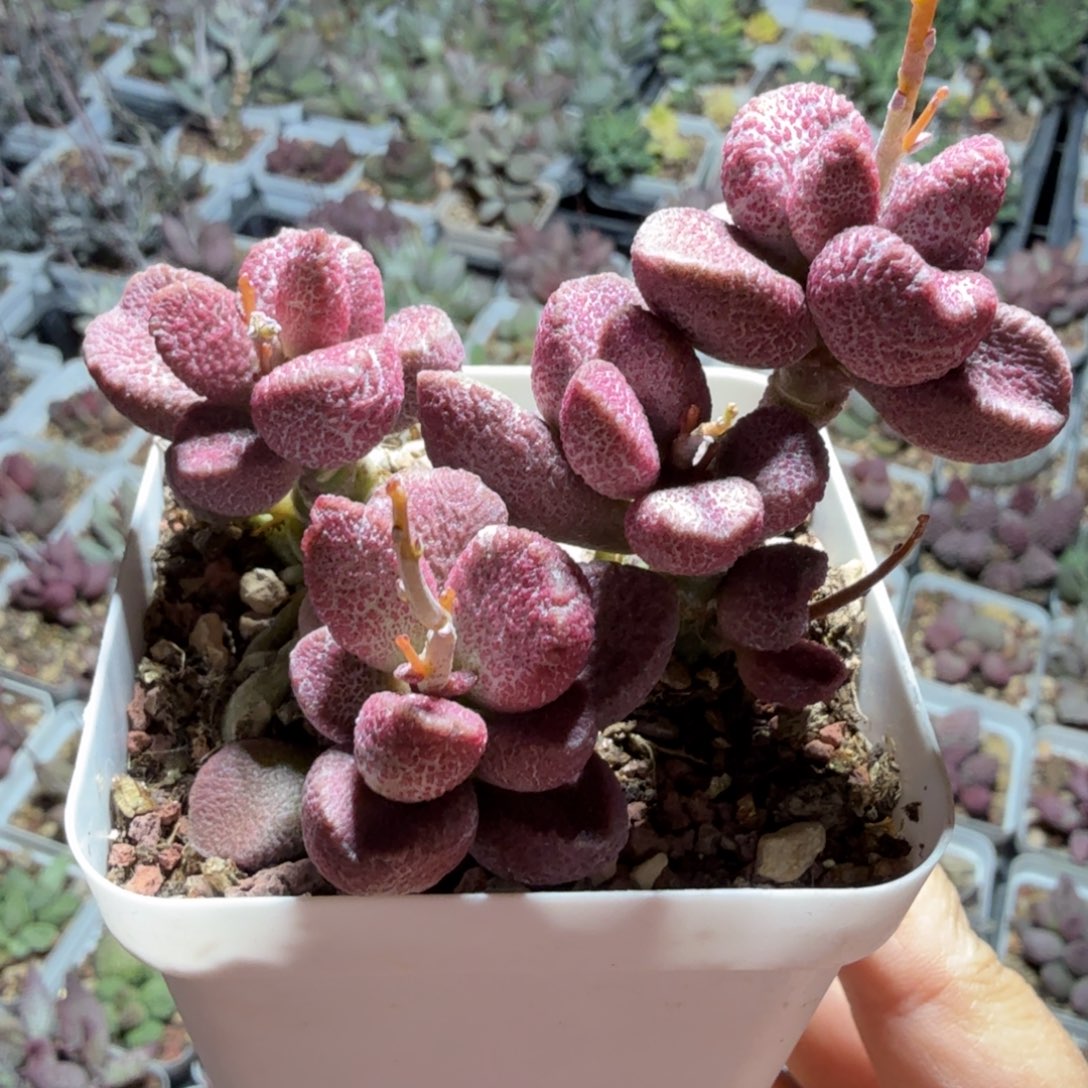 夏娃高桩 一物一拍