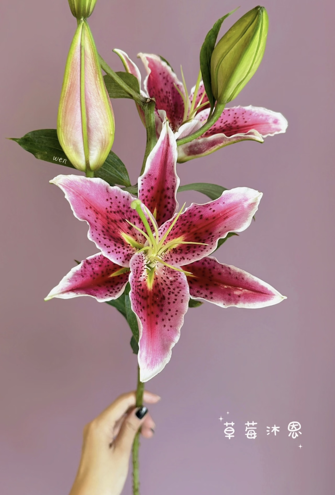 《云集》草莓沐恩香水百合，云南基地直批香水百合，东三省西四省中通