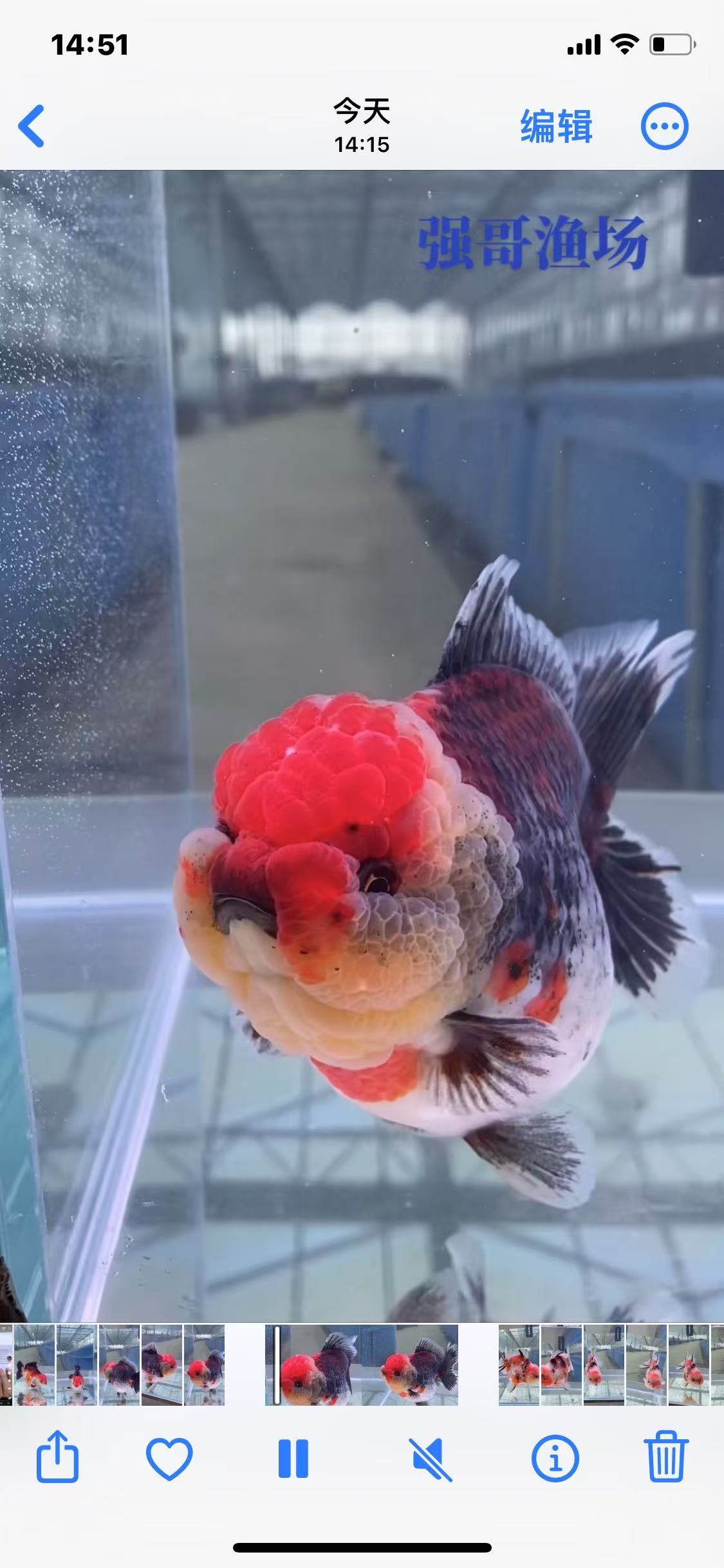 泰狮，兰寿观赏鱼（运输中不接受退换 活体不得拒收）