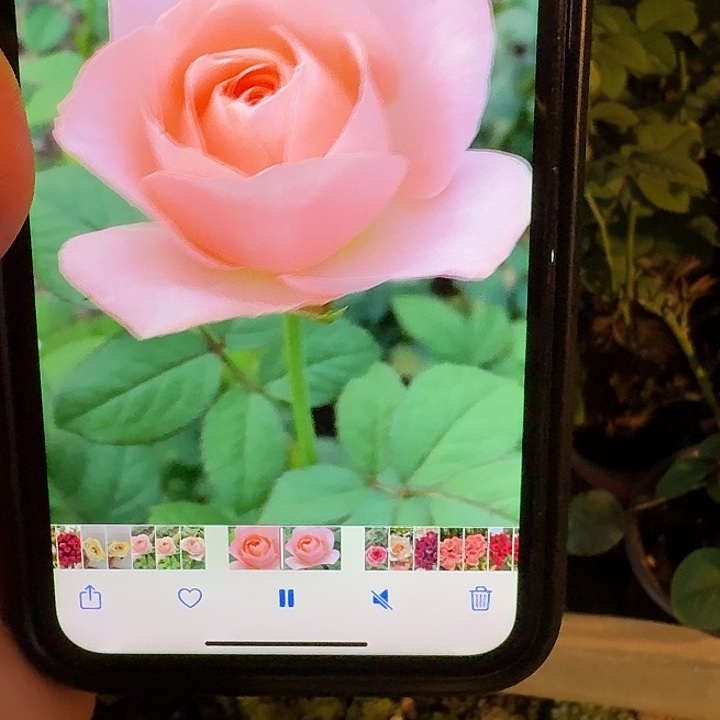 无花朵艾琳娜扦插小苗