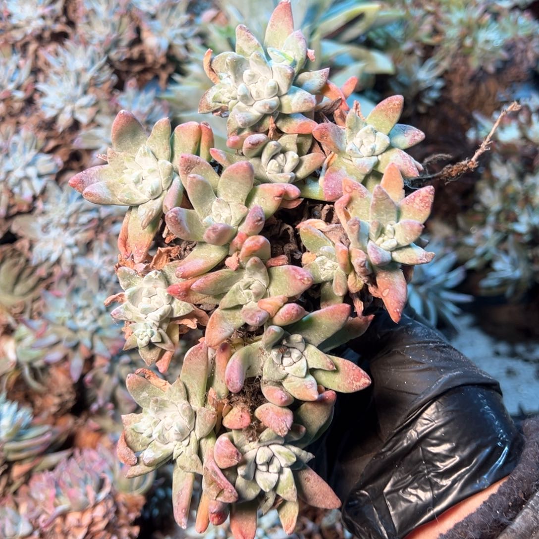 7822哈哈哈哈哈哈哈哈