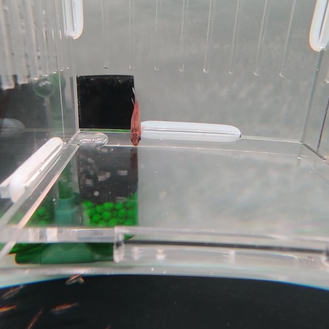 灯科鱼精选白金血魔