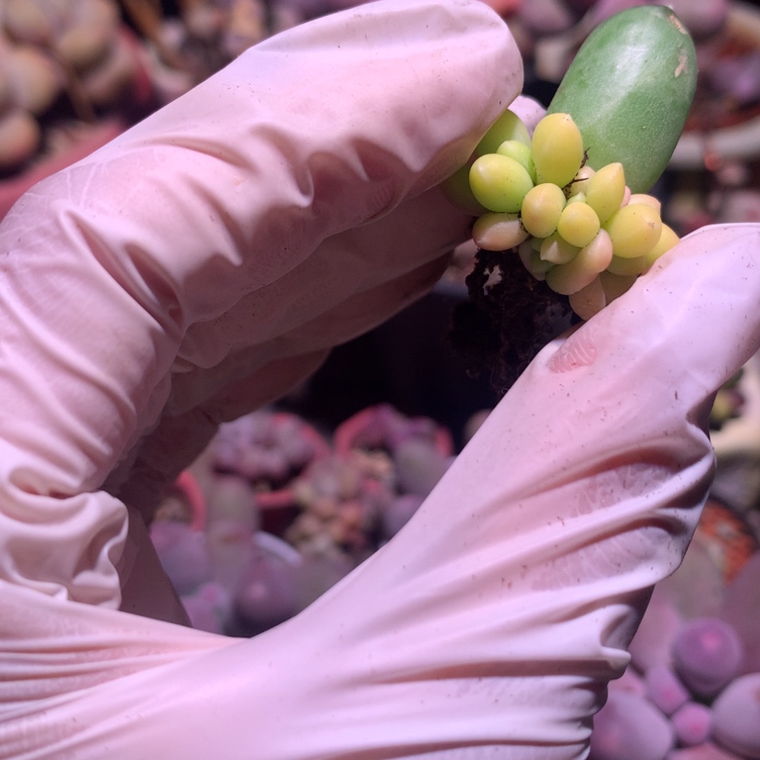 黄fulun 千代田奶酪多肉锦