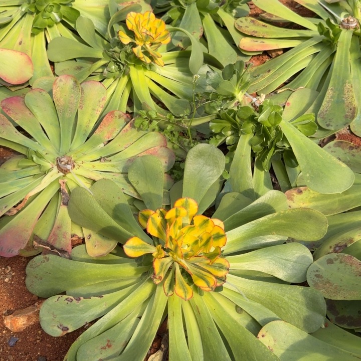 太阳神5.2的啊啊啊