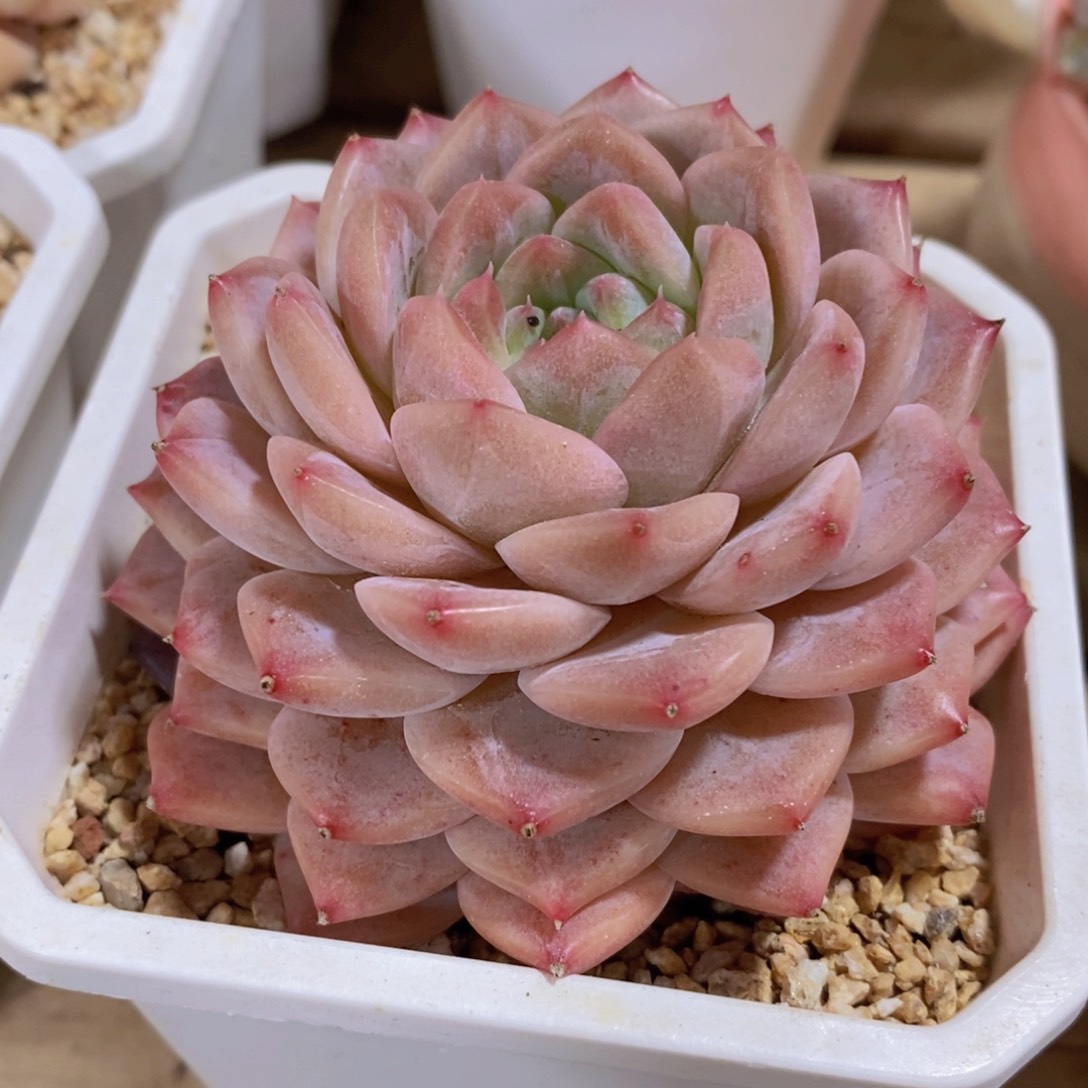 一物一拍多肉植物满38米包邮，可问主播品种