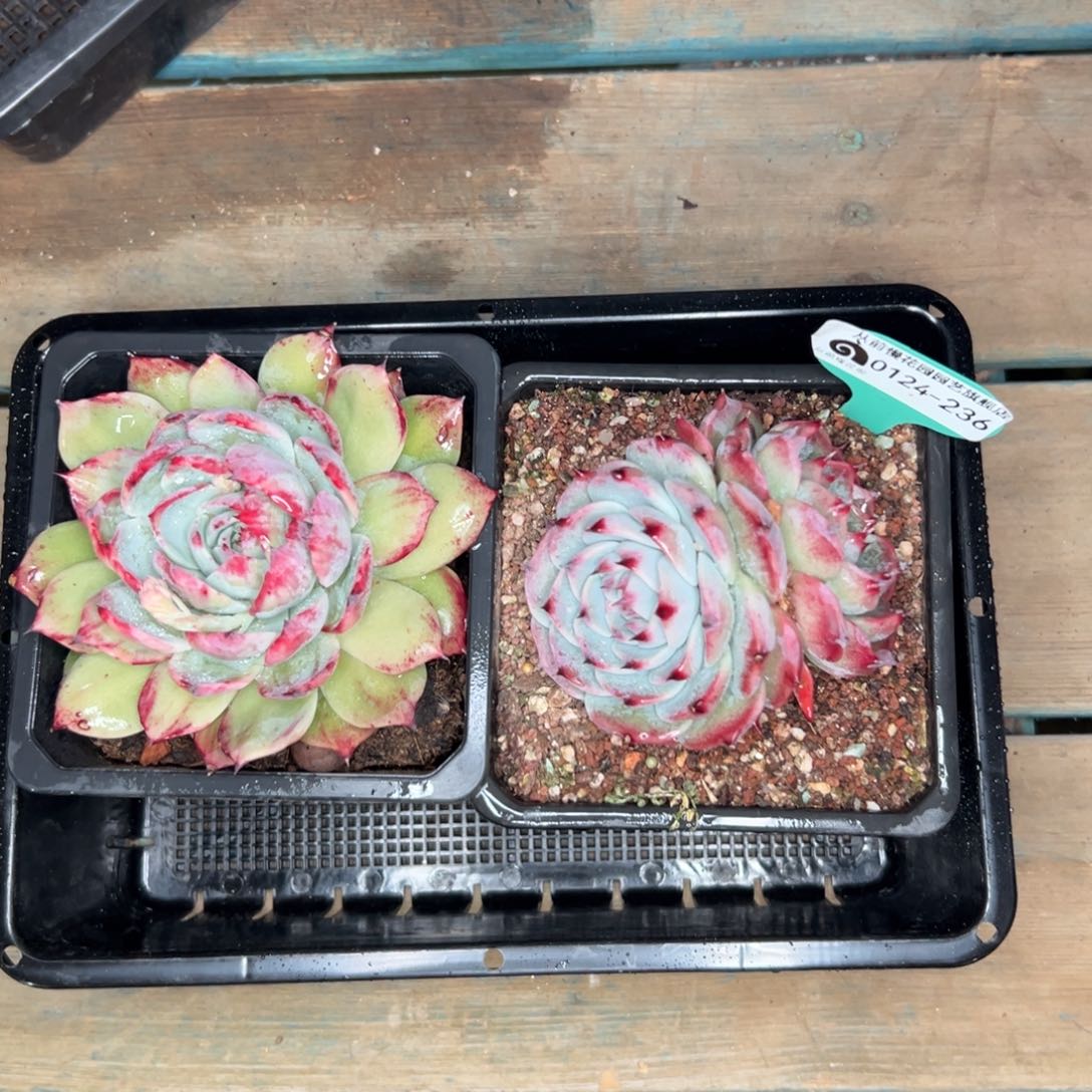 多肉一物一拍0124-236