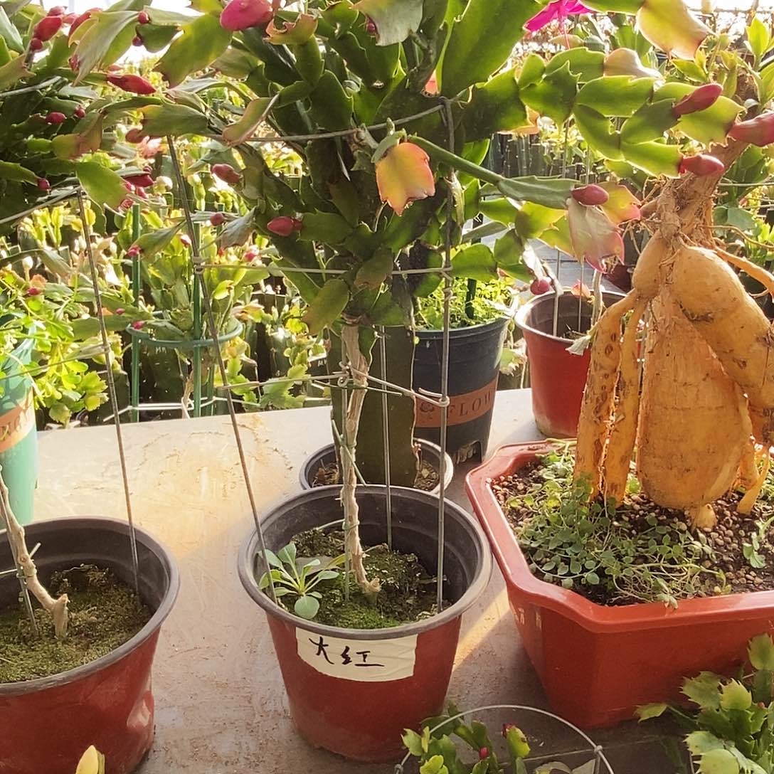 依***你完全开放叶仙嫁接一物一拍