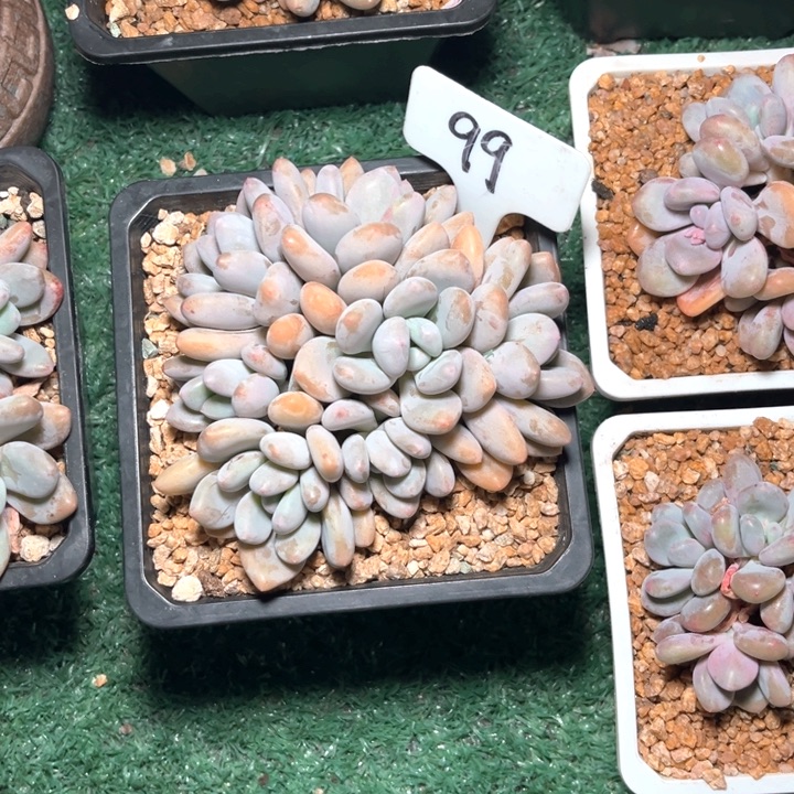 三明治99号码牌子的话