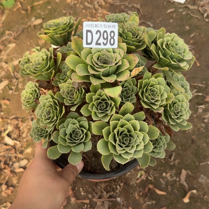 魅灵玫瑰……多肉植物……