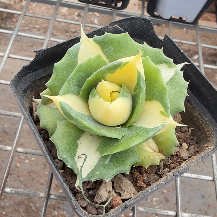 黄中班锦单头6龙舌兰