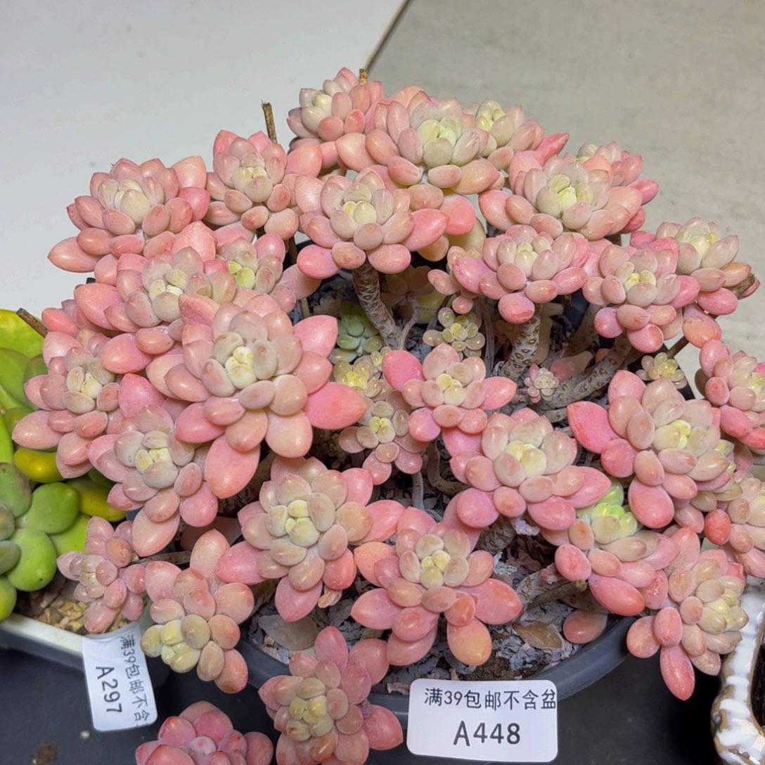 448冰淇淋鱼子酱20厘米多肉