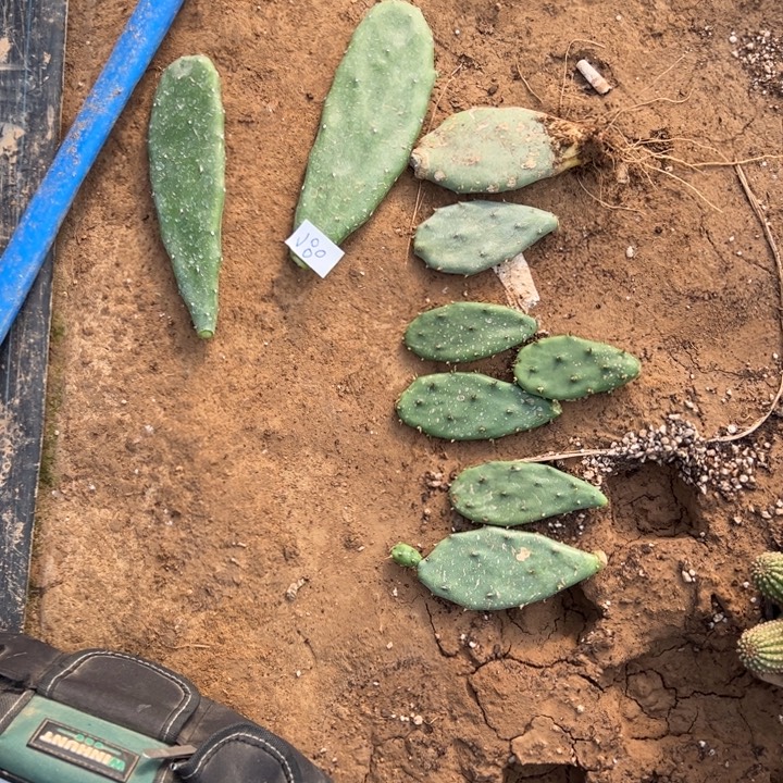 荷***店J80仙人掌一堆20///