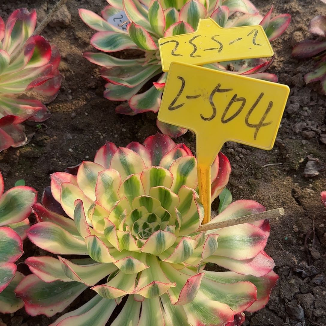 2-504---多头多肉植物