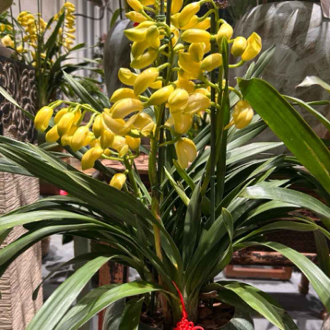 白玉香兰陶艺盆（乔迁开业生日）