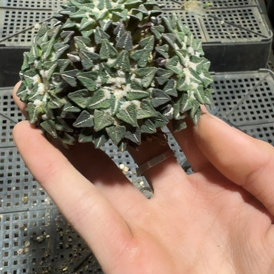 326号仙人球萝卜根